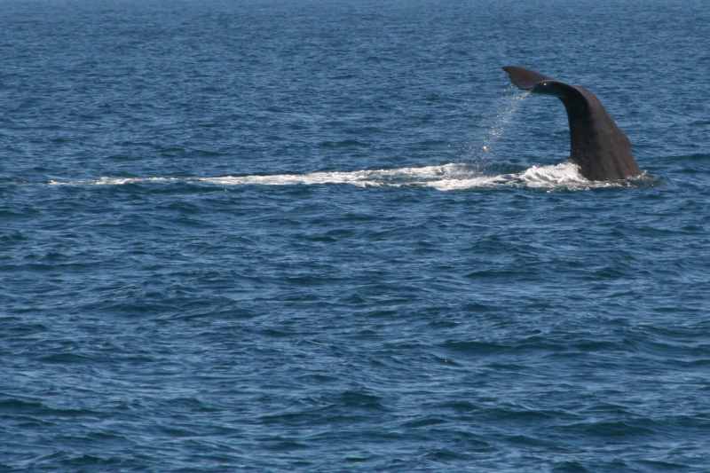 Nieuw-Zeeland 2011 - 1224